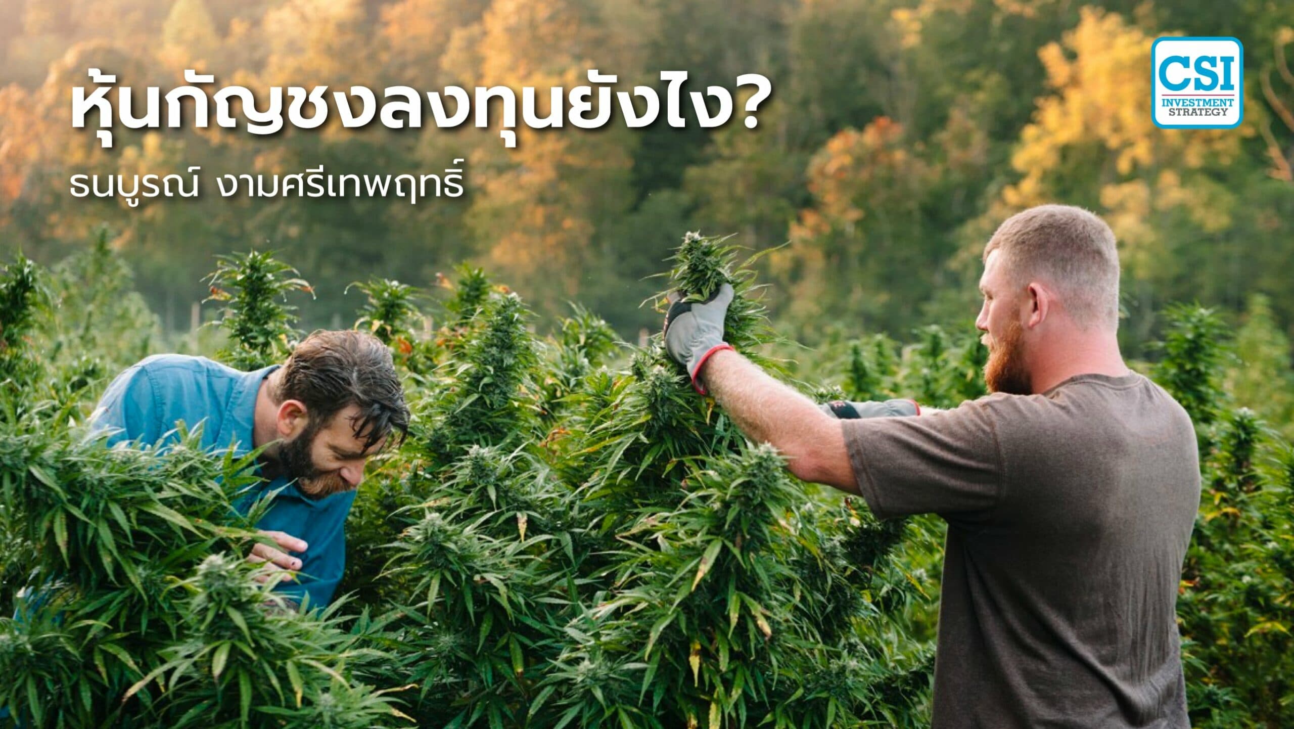 หุ้นกัญชงลงทุนยังไง?